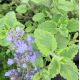 Nepeta 'Six Hills Gold'