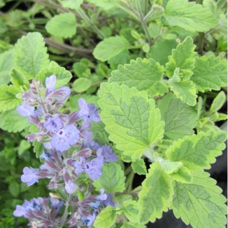 Nepeta 'Six Hills Gold'