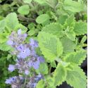 Nepeta 'Six Hills Gold'