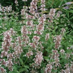 Nepeta grandiflora 'Dawn to Dusk'