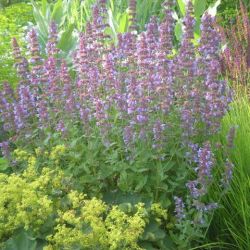 Nepeta grandiflora 'Blue Danube'