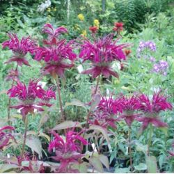 Monarda 'Kardinal'