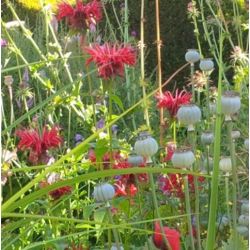 Monarda 'Jacob Cline'