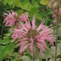 Monarda 'Croftway Pink'