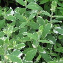 Mentha suaveolens 'Variegata'