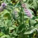 Mentha longifolia 'Buddleia Mint Group'