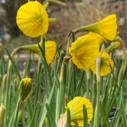 Narcissus  bulbocodium 'Oxford Gold'