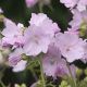 Malva moschata 'Apple Blossom'