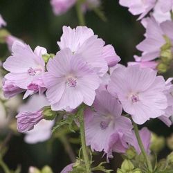 Malva moschata 'Apple Blossom'