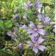 Malva sylvestris 'Primley Blue'