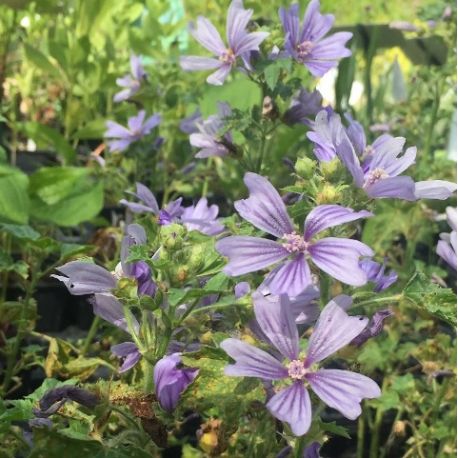 Malva sylvestris 'Primley Blue'