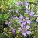 Malva sylvestris 'Primley Blue'