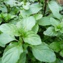 Mentha 'Bergamote'