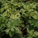 Pachysandra terminalis 'Variegata'