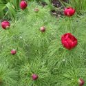 Paeonia tenuifolia