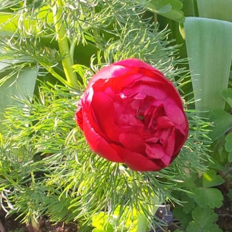 Paeonia tenuifolia 'Plena'