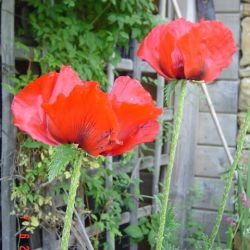 Papaver orientale 'Beauty Of Livermere'