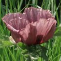 Papaver orientale 'Harlem'