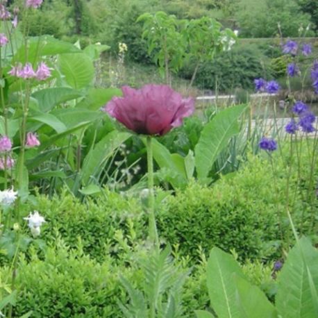 Papaver orientale 'Patty's Plum'