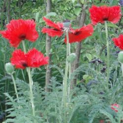 Papaver orientale 'Türkenlouis'