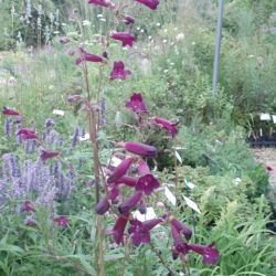 Penstemon 'Blackbird'