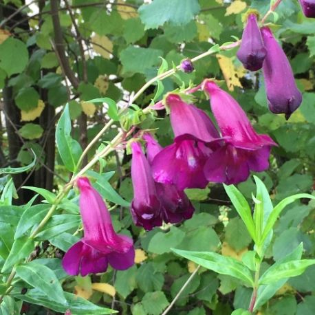 Penstemon 'Blackbird'