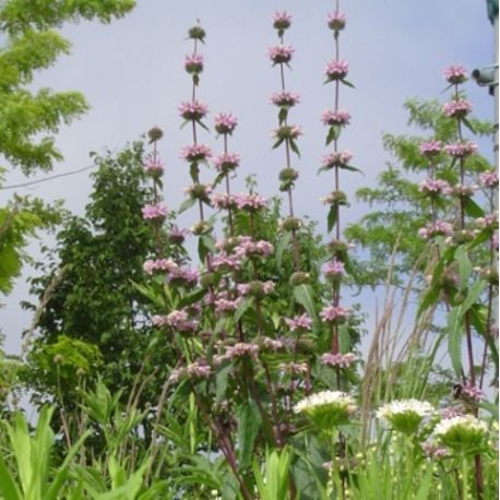 Phlomis tuberosa 'Amazone'