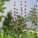 Phlomis tuberosa 'Amazone'