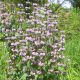 Phlomis tuberosa 'Amazone'