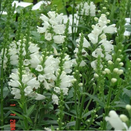 Physostegia 'Miss Manner'