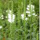 Physostegia 'Miss Manner'