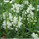 Physostegia 'Chrystal Peak White'