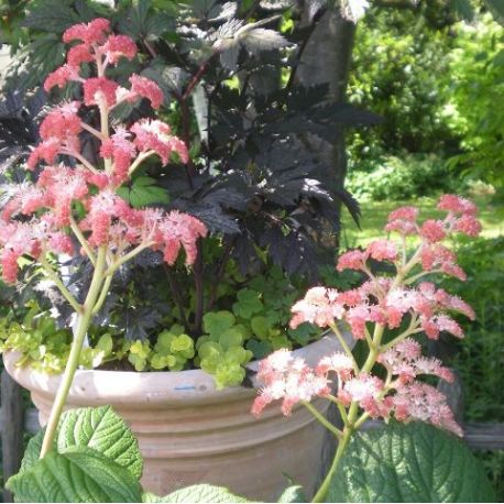 Rodgersia aesculifolia 'Die Stölze'