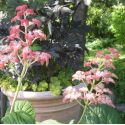 Rodgersia aesculifolia 'Die Stölze'