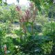 Rheum palmatum var. tanguticum