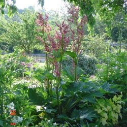 Rheum palmatum var. tanguticum