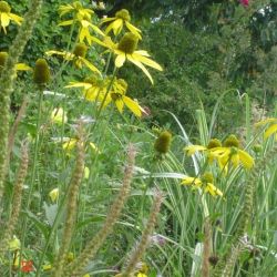 Rudbeckia nitida 'Herbstsonne'