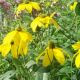 Rudbeckia nitida 'Herbstsonne'