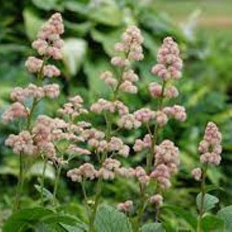 Rodgersia aesculifolia 'Die Shöne'
