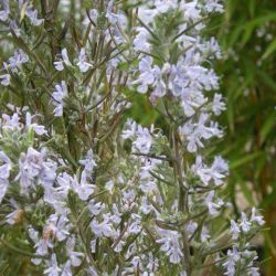 Rosmarinus officinalis 'Mrs Jessopp's Upright'