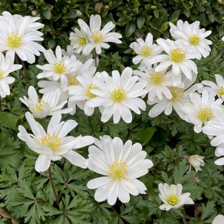 Anemone blanda 'White Splendour'