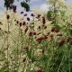 Sanguisorba officinalis 'Arnhem'