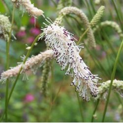 Sanguisorba parviflora 'Stand Up Comedian'