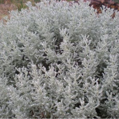 Santolina chamaecyparissus 'Lambrook Silver'