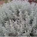 Santolina chamaecyparissus 'Lambrook Silver'
