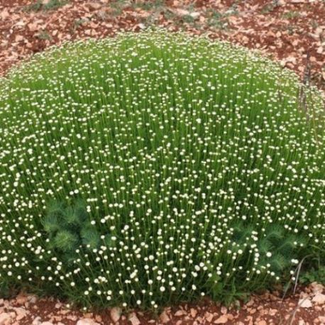 Santolina rosmarinifolia 'Primrose Gem'