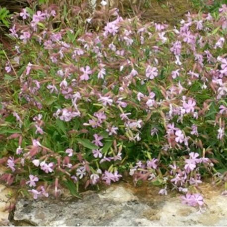 Saponaria x lempergii 'Max Freï'