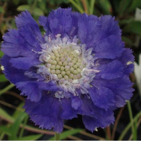 Scabiosa caucasica 'Fama'