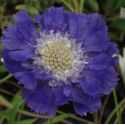 Scabiosa caucasica 'Fama'