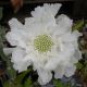 Scabiosa caucasica 'Fama white'